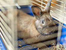 Ослепляют и отравляют: зачем и как тестируют косметику на животных