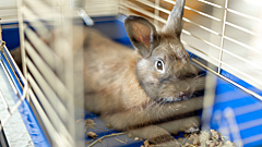 Ослепляют и отравляют: зачем и как тестируют косметику на животных