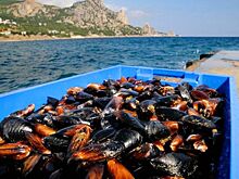 Крым – в тройке лучших мест для рыбалки в России