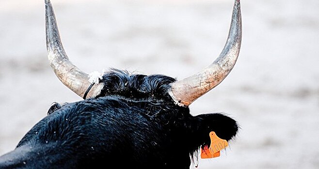 Едва не затоптали: два человека пострадали от коров на Гомельщине