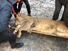 Новосибирские ветеринары удалили больной клык льву Остину