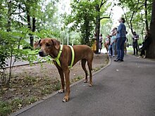 Пьяным россиянам захотели запретить выгуливать домашних животных