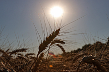 В Еврокомиссии оценили запрет Венгрии и Польши на поставки зерна с Украины