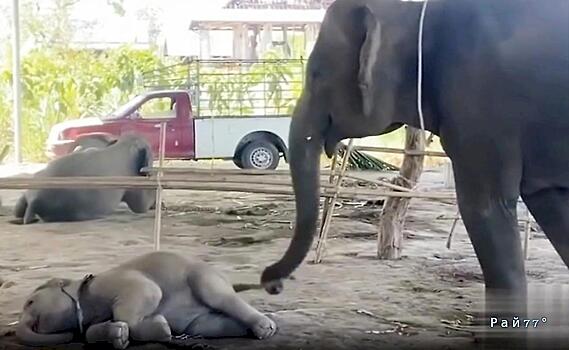 Слониха-мать разбудила слонёнка и растрогала Сеть