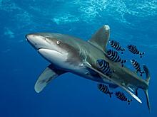 Как часто акулы нападают на туристов в Египте: случаи за последние 10 лет