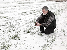 Гидрометцентр не исключил проблемы для ослабленных озимых в России