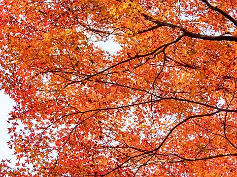 В 12-й раз в Ижевске пройдёт «Рыжий фестиваль»