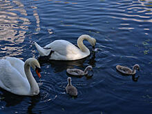 Охрану окружающей среды обсудят в доме-музее Марины Цветаевой