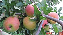 Яблоки, лук и капуста стали дешевле в Нижегородской области