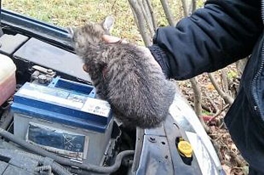В Костроме спасатели вытащили котенка из-под капота автомобиля