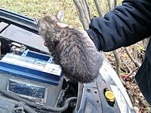 В Костроме спасатели вытащили котенка из-под капота автомобиля