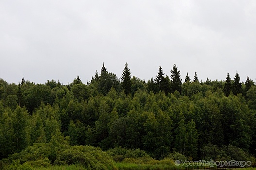 Правительство не поддержало капитальный апгрейд Лесного кодекса России