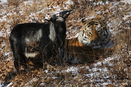 В дружбе тигра Амура и козла Тимура нашли «интересные нюансы»