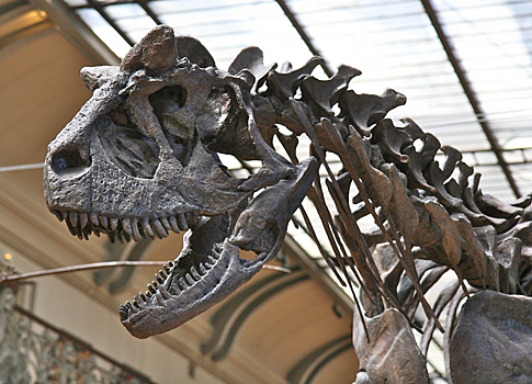 Полный скелет динозавра продадут на аукционе