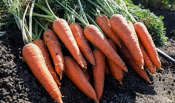 Из Волгоградской области экспортировали 260 тонн моркови в Казахстан