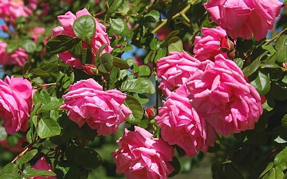 15 лучших сортов полуплетистых роз