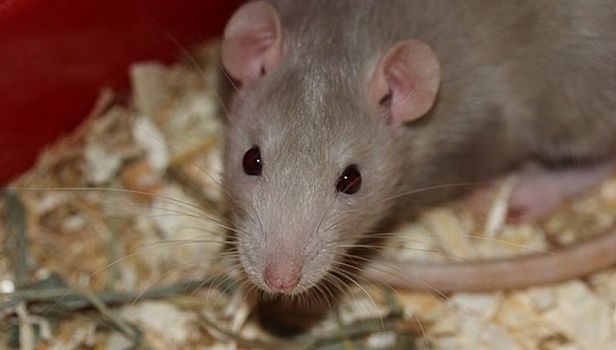Российские учёные восстановили крысам-диабетикам поджелудочную