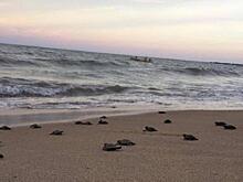 В Индии число заразившихся коронавирусом превысило три тысячи