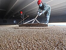 Россия безвозмездно направила Кубе десятки тонн пшеницы