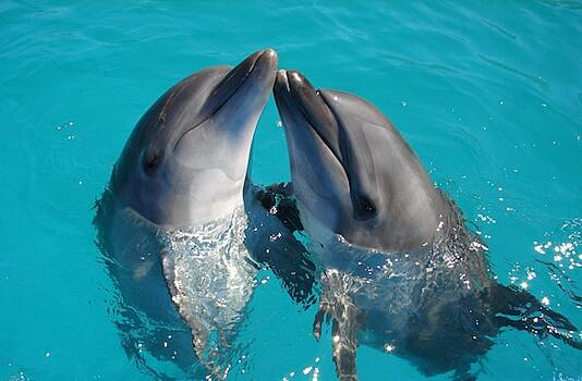 На Багамских островах найдено сложное сообщество дельфинов