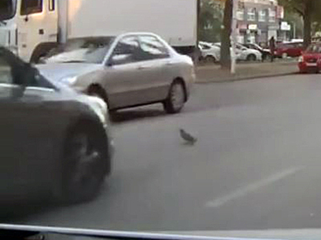 Видео: Пернатый автохам устроил тройное ДТП