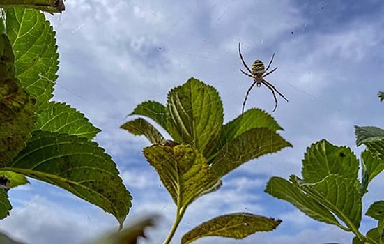 В Москве и области зафиксировали нашествие пауков-ос