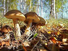 Названы опасные места для сбора грибов