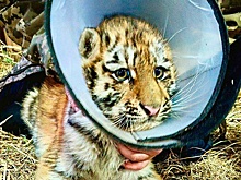 В Хабаровском крае спасли истощенного тигренка, который потерял маму