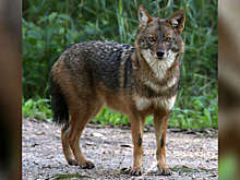 Independent: сотрудников зоопарка в Дели обвинили в сжигании шакала