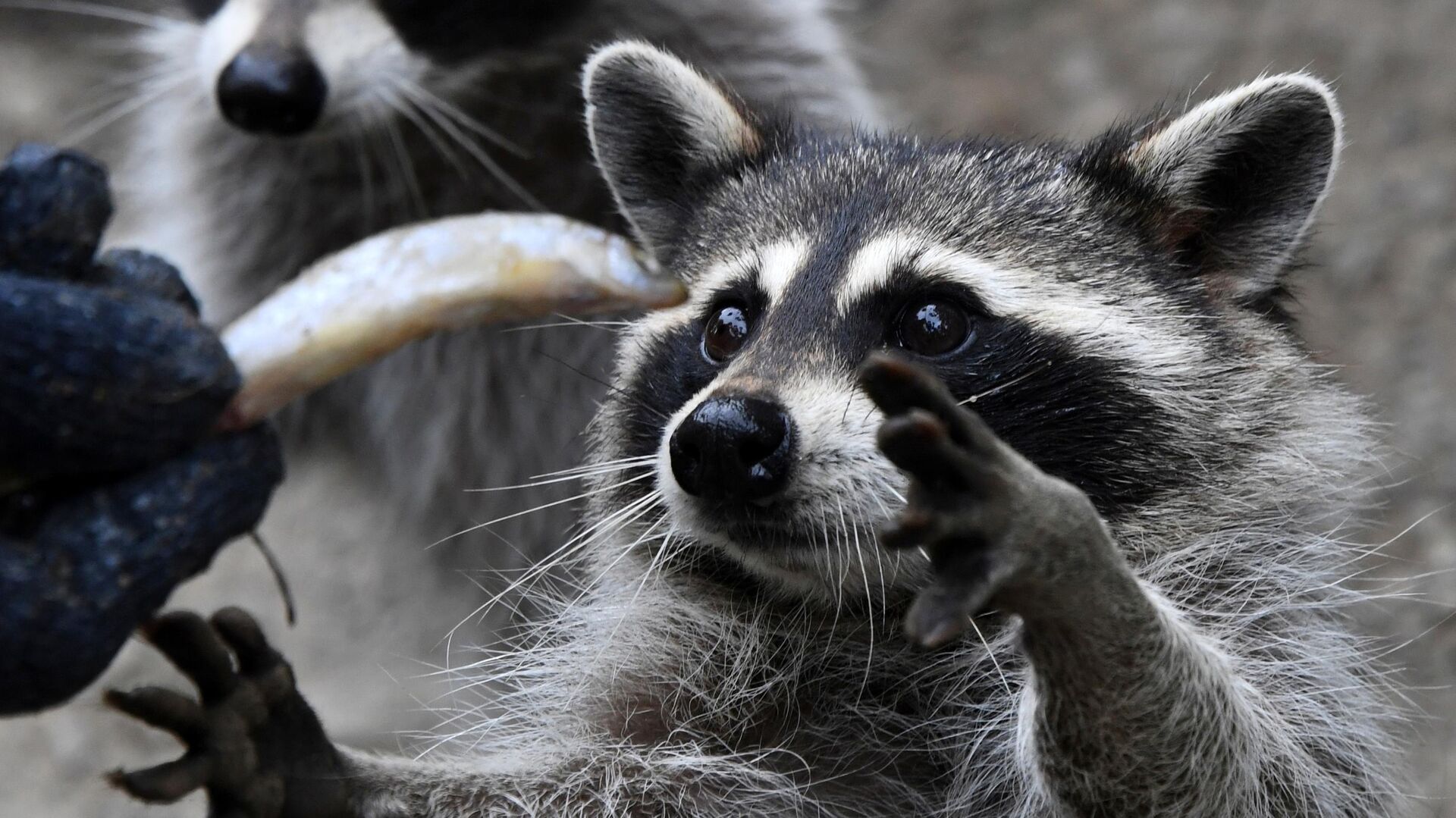 На Кубани прокомментировали информацию о массовом отстреле енотов