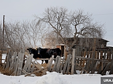 Barron’s: жители украинских сел чувствуют себя брошенными