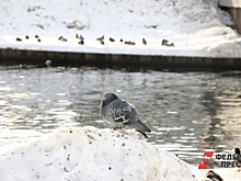 В Екатеринбурге на льду городского пруда «расцвел» сад из уральских цветов