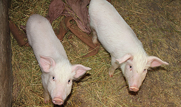 ФАС позволила Сбербанку вложиться в свиноводство
