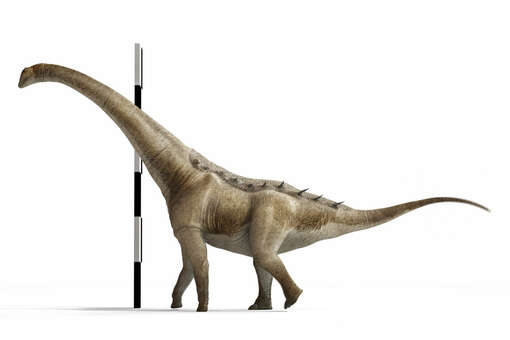 В Японии обнаружен новый вид птерозавров