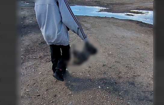 Установлены школьники, которые соорудили в Благовещенске алтарь с мертвыми собаками