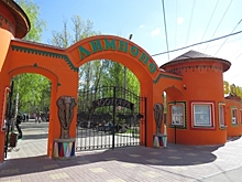 Свадьбу гиббонов проведут в нижегородском зоопарке