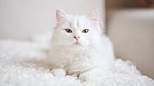 Счастливчики, застенчивы и могут загорать: 10 забавных фактов о белых кошках