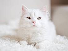 Счастливчики, застенчивы и могут загорать: 10 забавных фактов о белых кошках