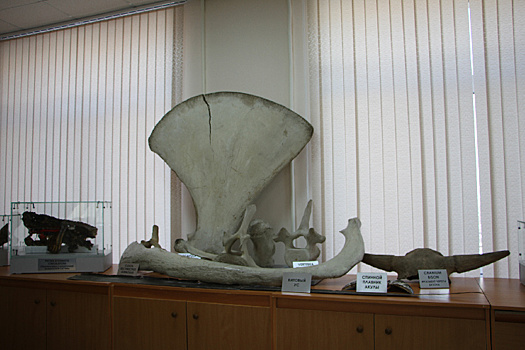 Погибший на мелководье китёнок стал экспонатом в амурском музее