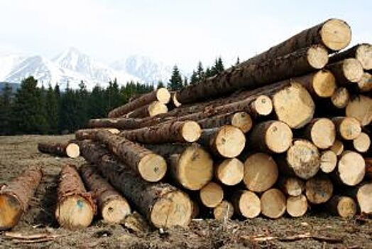 В Красноярском крае черные лесорубы продолжают незаконно рубить лес