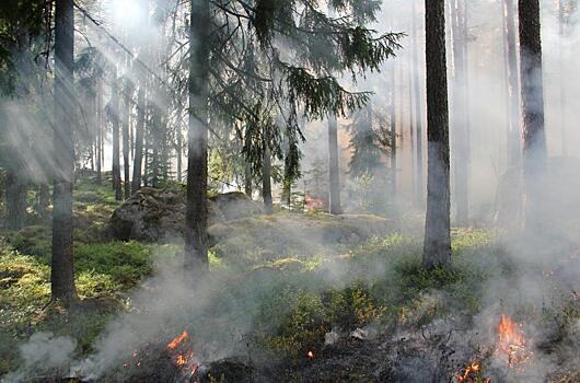 В Приморье наступает сезон осенних лесных пожаров