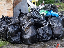 «Город мертвый!» Жители Пыть-Яха жалуются на трупы животных на улицах и бездействие властей