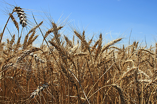 Минсельхоз РФ повысил прогноз по урожаю зерна