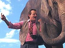 Ранго, Бобо и Рози: как сделать из слона кинозвезду и не «попасть под раздачу»