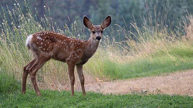 От ланей до фазанов: кто живет в экологическом центре в Зеленограде