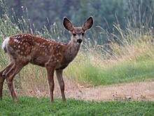 От ланей до фазанов: кто живет в экологическом центре в Зеленограде