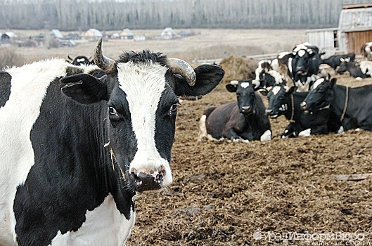 В Свердловской области за бесценок продают четверть бывшей "путинской" фермы