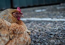 Пчелиная пыльца в курином корме делает яйца более полезными