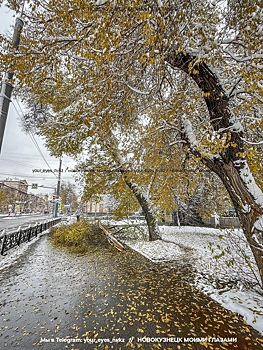 Самые высокие, старые и редкие: на сайте Выставки появилась электронная версия издания «Книга деревьев ВДНХ»
