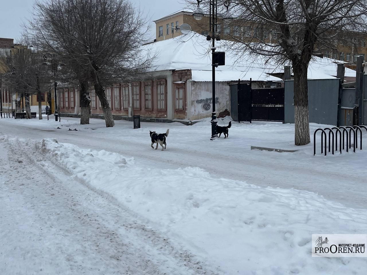 Мэрия Оренбурга снова ищет подрядчика на отлов собак. Цену закупки подняли до 2 млн рублей